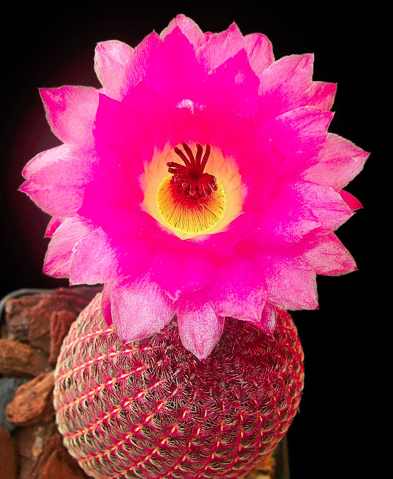 Echinocereus rigidissimus v. rubrispinus